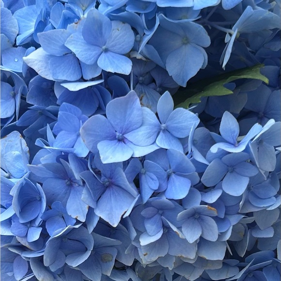 Meet your Posher, Nina - Picture 3 of 13